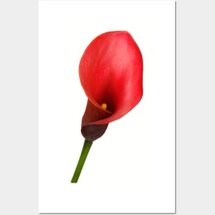 Striking Red Calla Lily for Flower Lovers Posters and Art